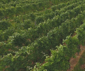 Entwicklung deutscher Weinbaubetriebe