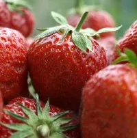 Erdbeeren aus Baden
