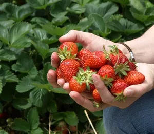 Erdbeeren selber pflcken