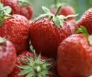 Erdbeeren starten mit Versptung