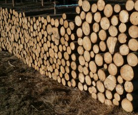 Erneuerbare Energiequelle Holz