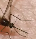Erste Malaria-freie Mcke gezchtet
