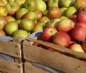Erwerbsobstbau verzeichnet hchste Apfelproduktion seit 10 Jahren