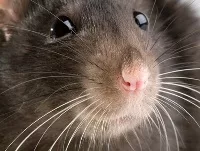 Experte: Gesundheitsgefahr durch Ratten wird unterschtzt 