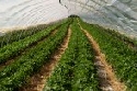 Experten berichten ber Globalisierung und deutschen Gartenbau