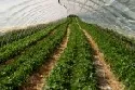 Experten berichten ber Globalisierung und deutschen Gartenbau
