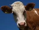 Experten rechnen heuer mit sinkender Rinderproduktion - im kommenden Jahr wieder leicht steigende Erzeugung erwartet