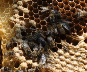 Faulbrut bedroht Bienenbestnde
