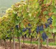 Feuchter Oktober schadet Weinbau