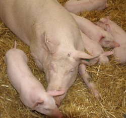 Filterpflicht in Schweinemast