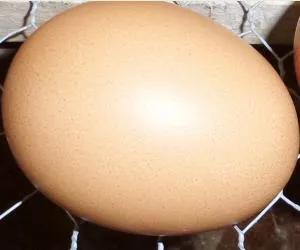 Fipronil belastete Eier 