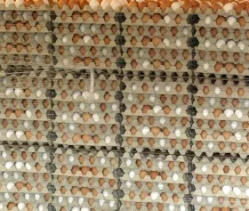 Fipronil belastete Eier