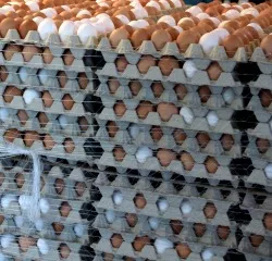 Fipronil belastete Eier