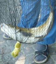 Fisch im Netz