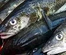Fischbestnde im Nordmeer erholt - guter Zustand