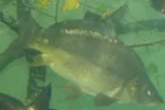 Fische im Rangsdorfer See nach hartem Winter ausgerottet