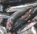 Fischerei und Klimaschwankungen entscheiden ber das Schicksal der Nordsee-Heringe