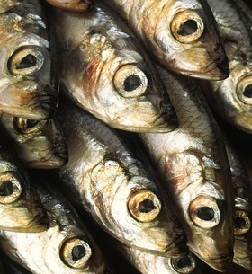 Fischfangquote 2014