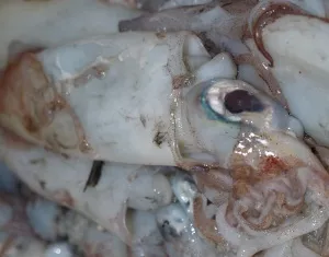 Fischmarkt-Tsukiji
