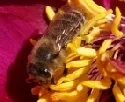 Fleiige Biene 
