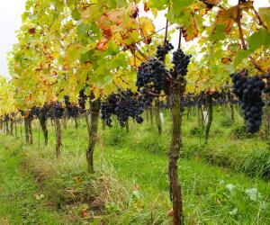 Forschung im Weinbau