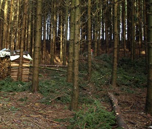 Forststruktur in Baden-Wrttemberg