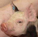 Forum: Schweinehalter informieren sich in Cloppenburg