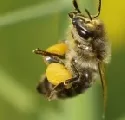 Fragen nach Bienen-Massensterben