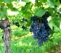Frankens Winzer drfen knftig Rotweinsorte Bolero anbauen