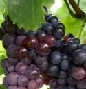 Frankreich wieder grter Weinproduzent