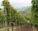 Franzsische Weinfelder