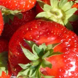 Frische Erdbeeren vom Feld