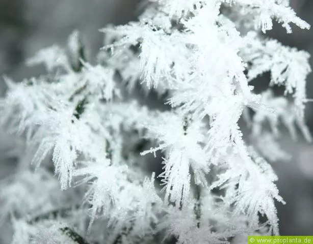 Frost legt Porree-Ernte lahm