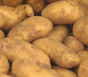 Frhkartoffeln 2019