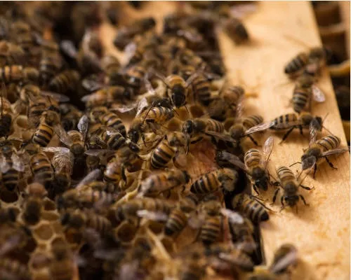 Frhwarnsystem Bienengesundheit
