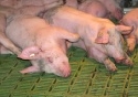Fubodengestaltung fr Schweine in Einzel- und Gruppenhaltung wird weiterhin kontrovers diskutiert. 