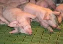 Fubodengestaltung fr Schweine in Einzel- und Gruppenhaltung wird weiterhin kontrovers diskutiert. 