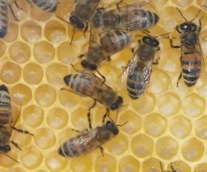 Futterknappheit fr Bienen