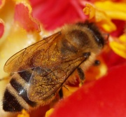 Futtervorrte fr Bienen