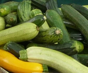 Garten-Zucchini