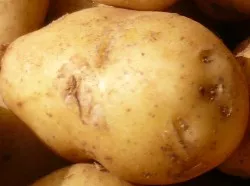Gen-Kartoffel