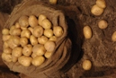 Genkartoffel Anbau