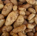 Genkartoffeln 