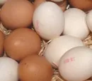 Gengend frische Eier zu Ostern aus schsischen Stllen 
