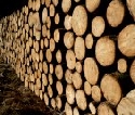 Geringerer Holzeinschlag in Thringer Wldern im Jahr 2009