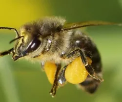 Gesunde Biene