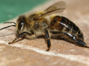 Gesunde Bienen in Rostock