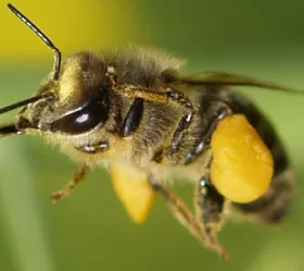Gesunde Honigbiene