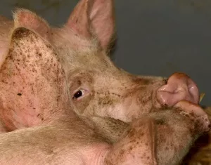 Gesunde Schweine in Hessen