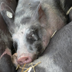 Gesundheit der Schweine in Gefahr